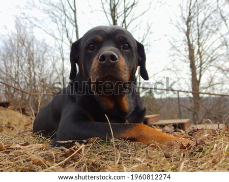 photo session of a rottweiler for a walk and at home