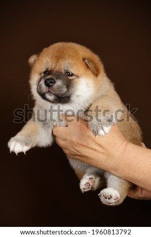 Studio photography of a shiba inu on colored backgrounds