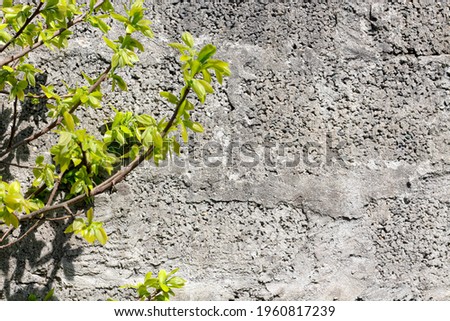  Minimalistic background with fresh tree leaves from the one side. C. Option for copy space, presentation overlay, photo overlay