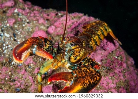 American lobster underwater foraging for food on rocky bottom. Royalty-Free Stock Photo #1960829332