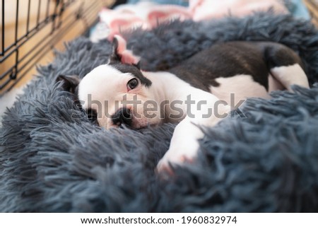 Adorable Boston Terrier puppy, lying in a snuggle bed safe inside her crate, looking at the camera.