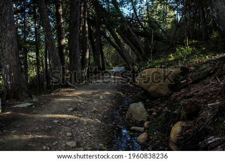 Dark forest path in mont-albert hike in gaspesie, quebec, canada 