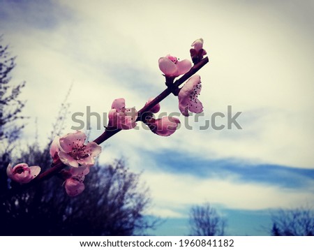 Beautiful fresh spring flowers on Apricot Tree branches with blue sky background. Photo taken with a blue filter