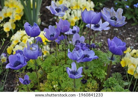 Small and lovely purple poppy flowers
