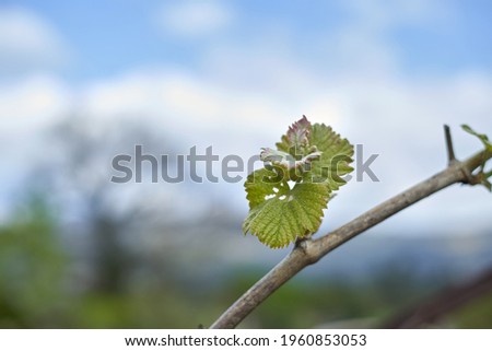 green shoots on vine of a vineyard with unfocused background and stone posts. birth of natural leaves in grape plant.
