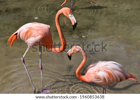 Pink Flamingos Playing in the water on a sunny day