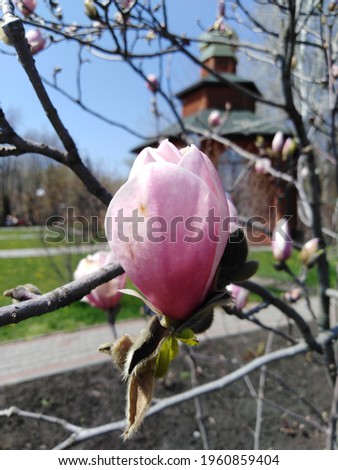 magnolia buds in the courtyard of the church