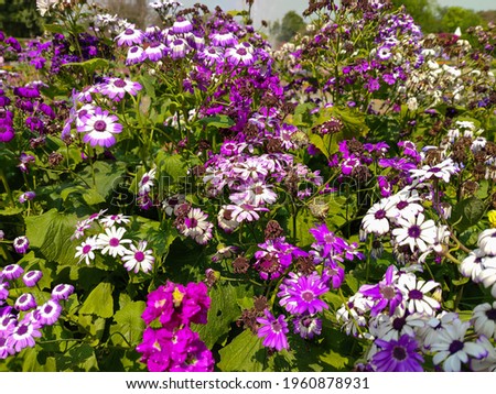 A scenic view of purple and white Cinerarias on a sunny day