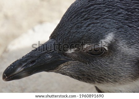 A closeup shot of a penguin with black feathers and a small beak
