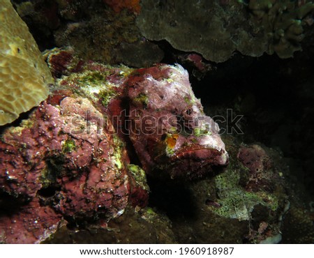 Devil Scorpionfish camouflaged amongst corals Pescador Island Philippines                                