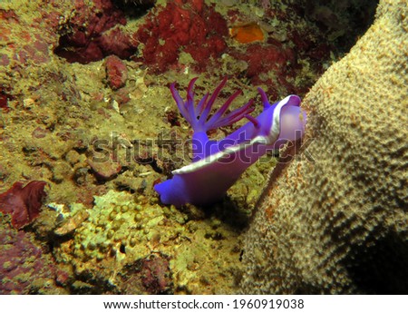A Hypselodoris Bullocki nudibranch crawling onto a coral Boracay Philippines                              