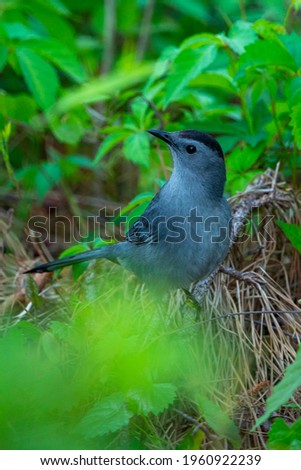 A gray catbird perched on a tree branch in Wilmington, NC