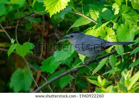 A gray catbird perched on a tree branch in Wilmington, NC