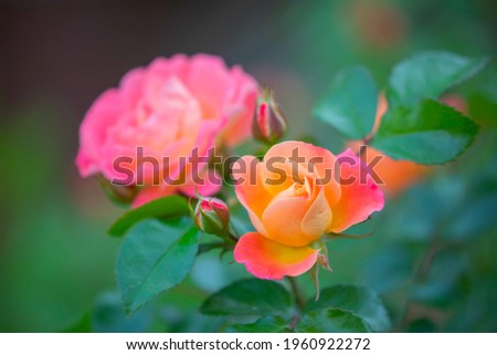 Pink and orange colorful roses deatiled macro with morning dew drops