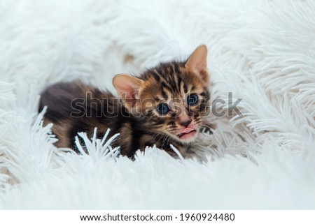 Cute dark grey charcoal short-haired bengal kitten on a furry white blanket.
