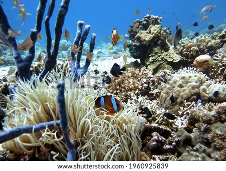 A Clark's anemonefish on reef Pescador Island Philippines                             