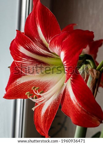 gentle beautiful large red Amaryllis flowers on the windowsill
