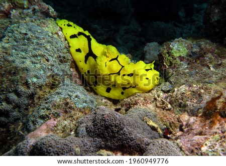 A Minor Notodoris nudibranch also known as Banana nudibranch Boracay Island Philippines                               