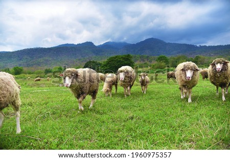 sheeps grazing in country green field