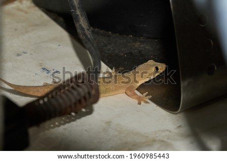 a small lizard between black equipment                               