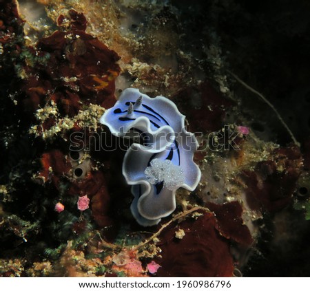 A blue Chromodoris Willani nudibranch crawling Cebu Philippines                               