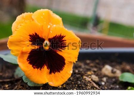 A closeup of a potted yellow pansy with waterdrops on it in a garden with a blurry background