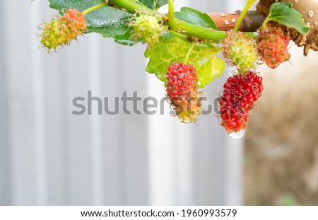 Mulberry healthy fruit. organic garden home