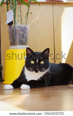 Beautiful black and white cat with green eyes sits on the balcony in sunny spring day at home. Fun animals. 