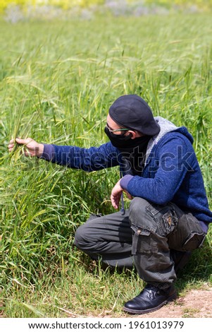 Farmer checks the maturity of rye ears in the field. Man wear blue hooded jacket, glasses, cap and mask. Man's hand holds a bunch of rye ears. Agronomist checks and explores Sprouts of rye