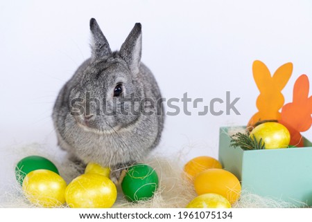 Happy Easter. Grey rabbit hides in Easter eggs on white background. Hare Animal Bunny to Hunt Eggs