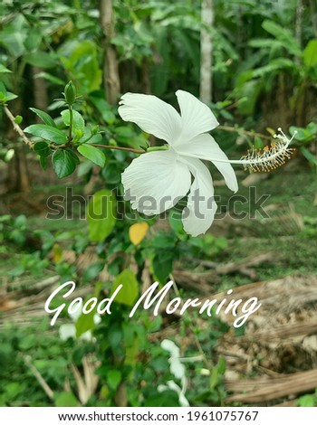 beautiful good morning image with white hibiscus flower.
