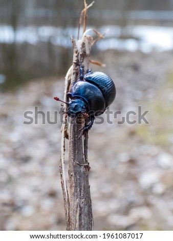Close-up and detailed macro shot of dor beetle (earth-boring dung-beetle (Geotrupes stercorarius)) hanging on a small branch with group of mites on body with blurred background