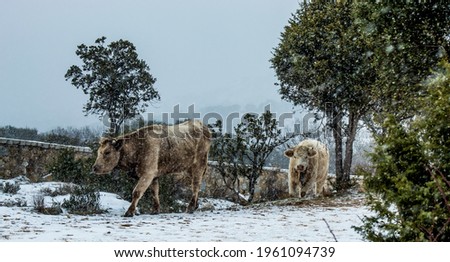cows walking during a snowstorm in the middle of winter