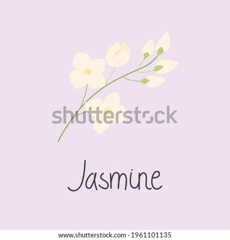 Illustration of a jasmine branch with flowers. And the inscription Jasmine. Flat vector illustration. Isolated on white. Royalty-Free Stock Photo #1961101135