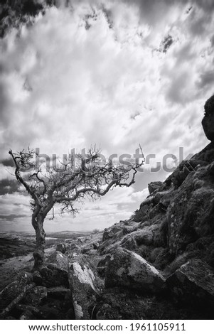 Bodmin moor lone trees in infrared light black and white