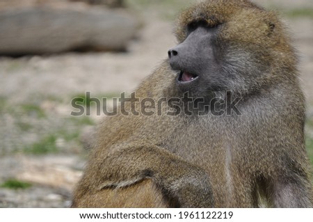 Single lone Baboon monkey sitting
