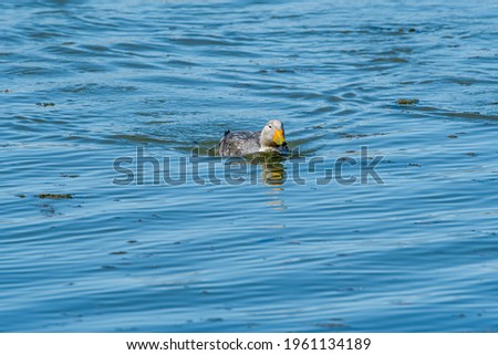 Male of Flying Steamer Duck (Tachyeres patachonicus) on lagoon in Ushuaia, Land of Fire (Tierra del Fuego), Argentina Royalty-Free Stock Photo #1961134189