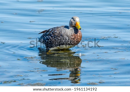 Male of Flying Steamer Duck (Tachyeres patachonicus) on lagoon in Ushuaia, Land of Fire (Tierra del Fuego), Argentina Royalty-Free Stock Photo #1961134192