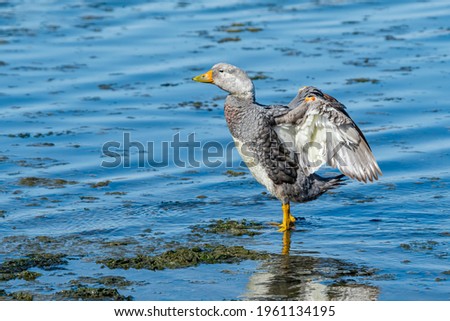 Male of Flying Steamer Duck (Tachyeres patachonicus) on lagoon in Ushuaia, Land of Fire (Tierra del Fuego), Argentina Royalty-Free Stock Photo #1961134195