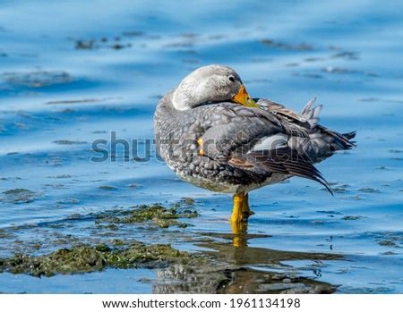 Male of Flying Steamer Duck (Tachyeres patachonicus) on lagoon in Ushuaia, Land of Fire (Tierra del Fuego), Argentina Royalty-Free Stock Photo #1961134198