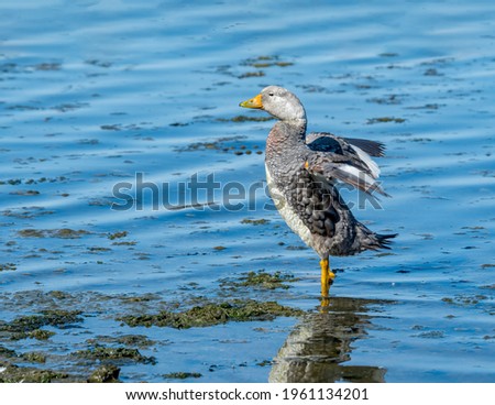 Male of Flying Steamer Duck (Tachyeres patachonicus) on lagoon in Ushuaia, Land of Fire (Tierra del Fuego), Argentina Royalty-Free Stock Photo #1961134201