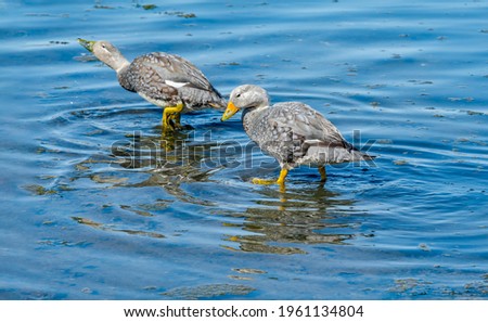 Pair of Flying Steamer Duck (Tachyeres patachonicus) on lagoon in Ushuaia, Land of Fire (Tierra del Fuego), Argentina Royalty-Free Stock Photo #1961134804