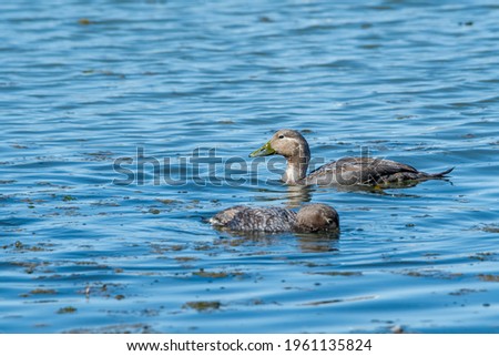 Female of Flying Steamer Duck (Tachyeres patachonicus) with duckling on lagoon in Ushuaia, Land of Fire (Tierra del Fuego), Argentina Royalty-Free Stock Photo #1961135824