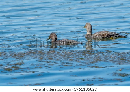 Female of Flying Steamer Duck (Tachyeres patachonicus) with duckling on lagoon in Ushuaia, Land of Fire (Tierra del Fuego), Argentina Royalty-Free Stock Photo #1961135827