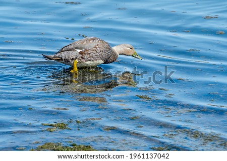 Female Flying Steamer Duck (Tachyeres patachonicus) with duckling on lagoon in Ushuaia, Land of Fire (Tierra del Fuego), Argentina Royalty-Free Stock Photo #1961137042