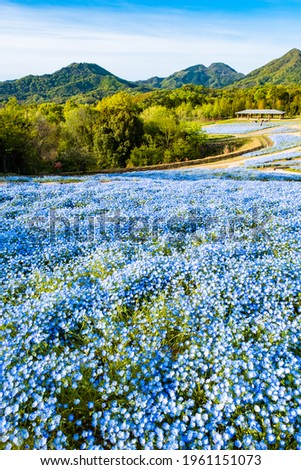 Blooming Nemophila Flowers or Baby Blue Eyes Blossoms in Spring in Manno Park Kagawa Prefecture in Japan, Botanical or Floral Image, Nobody Royalty-Free Stock Photo #1961151073