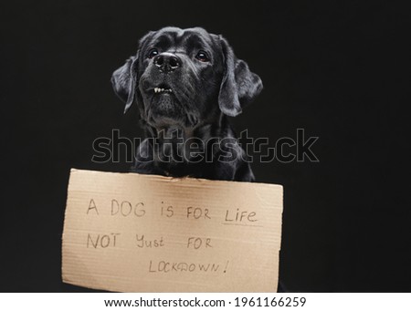 Portrait of a black silky dog showing a slogan in dark backgrond