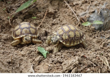 Close up African spurred tortoise resting in the garden, Slow life ,Africa spurred tortoise sunbathe on ground with his protective shell ,Beautiful Tortoise,Geochelone sulcata