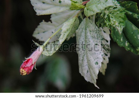 A little pink flower with green leaves in garden close up background