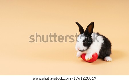 Easter holiday and baby bunny concept. Newborn black and white rabbit sitting with red paint easter eggs over isolated pastel background. Furry cute bunny playful egg while single on orange background